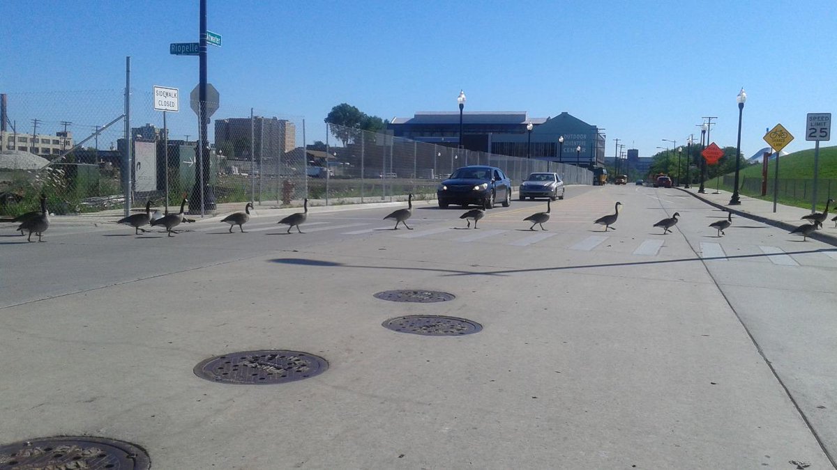 samriddle's tweet photo. In #Detroit our #geese get max respect and they also use the crosswalk #protectgeese http://t.co/CczpMdgJOp