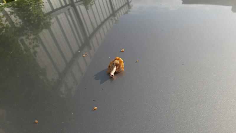 Pontchartrain's tweet photo. Neighborhood cat had a Popeye's picnic on the hood of my car last night. #nerlins http://t.co/GCUZ2eldB3