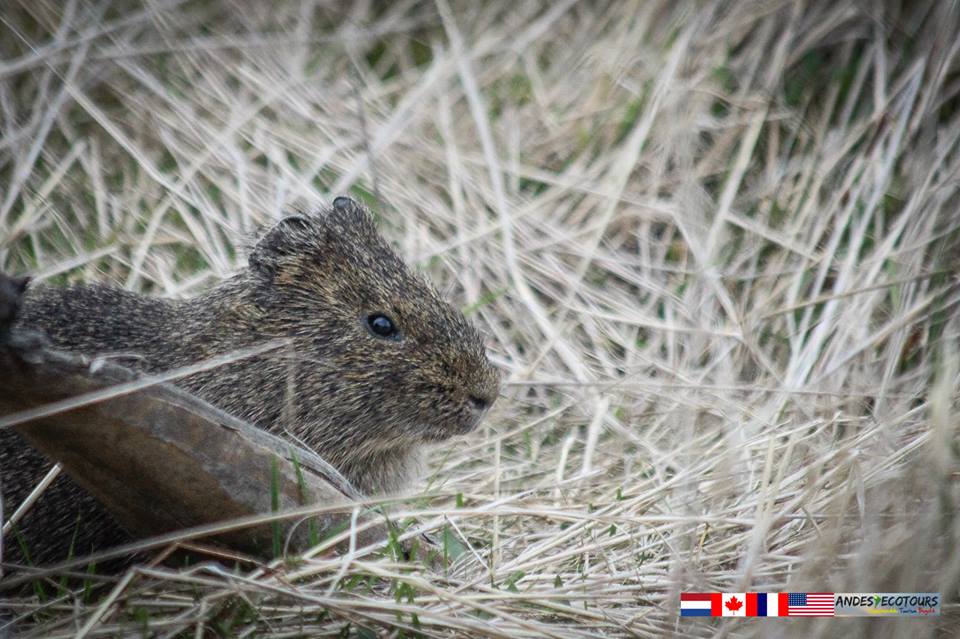 AndesEcoTours's tweet photo. Un amigo peludo que encontramos durante nuestra #caminata de #ecotourismo al #parque nacional de @ChingazaParque http://t.co/uzXWP2WA4u
