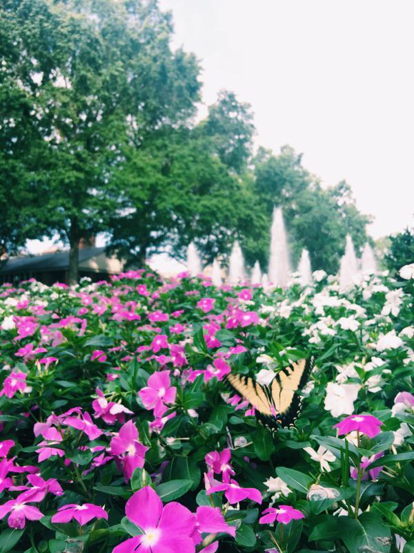 FurmanU's tweet photo. Good morning from Furman! Every Friday is #FurmanFriday.  Share your Furman pride with the hashtag #FurmanFriday http://t.co/LhWZDC11ge