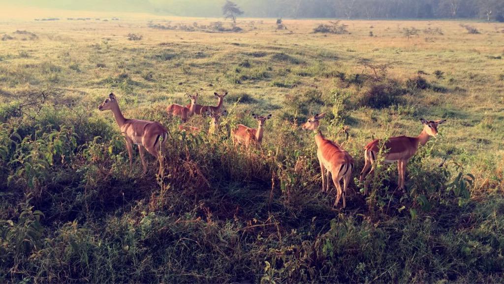 laura_plummer7's tweet photo. Safari http://t.co/AoMuiHuMbO