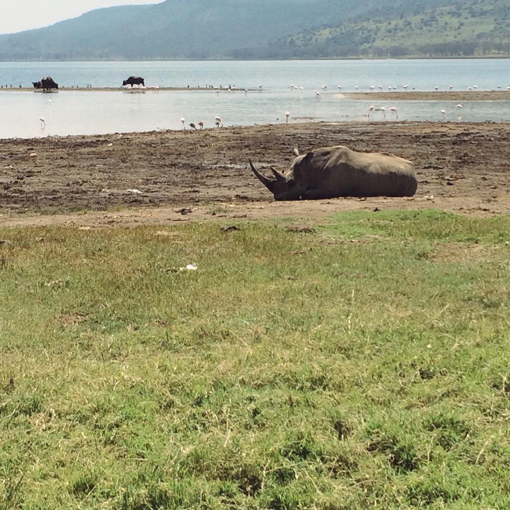 laura_plummer7's tweet photo. Safari http://t.co/AoMuiHuMbO