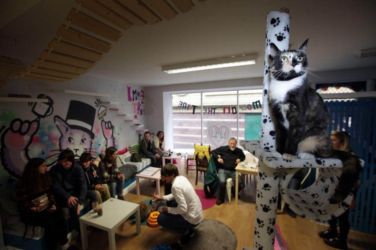 Mog on the tyne cat cafe opens its doors to first Mog on the tyne cat cafe opens its doors to first
