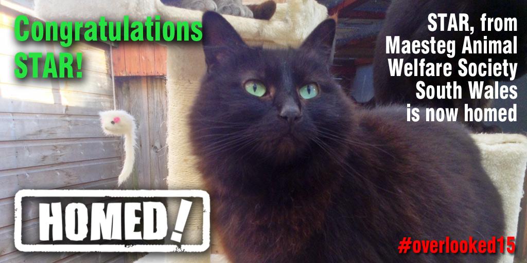 catchatcharity's tweet photo. HAPPY HOMING NEWS! Star was adopted after 4 years at @MawsCats. Updates on #overlooked15 : http://t.co/dfCd4LZBUu http://t.co/F5h4ayDF0F