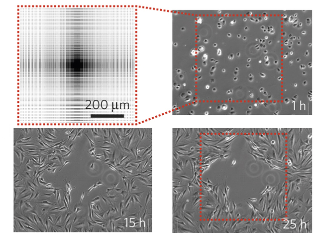 NatureMaterials's tweet photo. Directing cell migration and organization via nanocrater-patterned cell-repellent interfaces.
http://t.co/r0WAeIVIup http://t.co/T8iz2G45PF