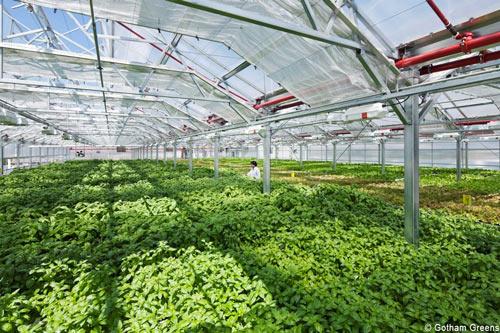 Courantpositif's tweet photo. La + grande #serre sur toit au monde va ouvrir à Chicago http://t.co/XtZBVUju5S #agriculture @Mc_Lanne @derosnayjoel http://t.co/31Ra4Od81V