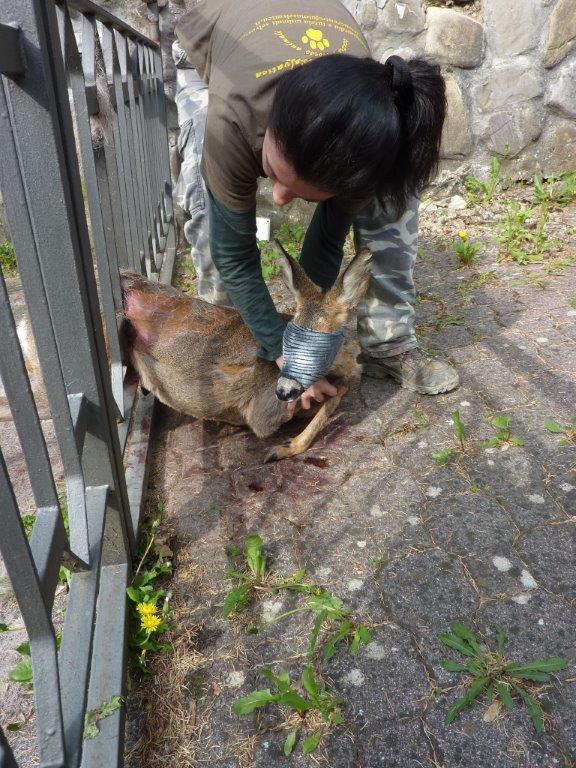 Piccolo capriolo intrappolato in un cancello salvato a Gorzano. Sta bene
