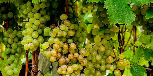 ¿Sabes cuál fue la primera Denominación de Origen de #vinos constituida en #España? 
primerplato.com/blog/actualida… #Turismo