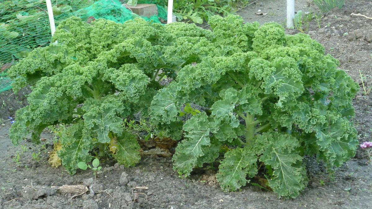 when2plant's tweet image. Sowing calendar August: chard, mustard, lettuce, spinach, kale, parsley When2Plant.com/august