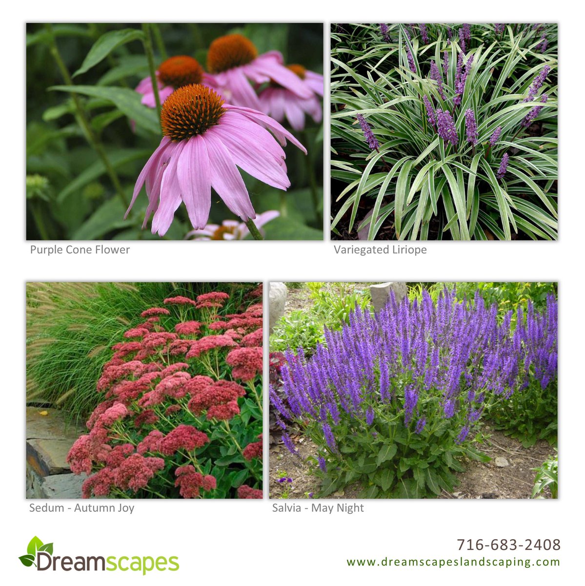 Which of these are your favorite Buffalo perennial? #Buffalo #LetsCreate #Buffalove #Summer