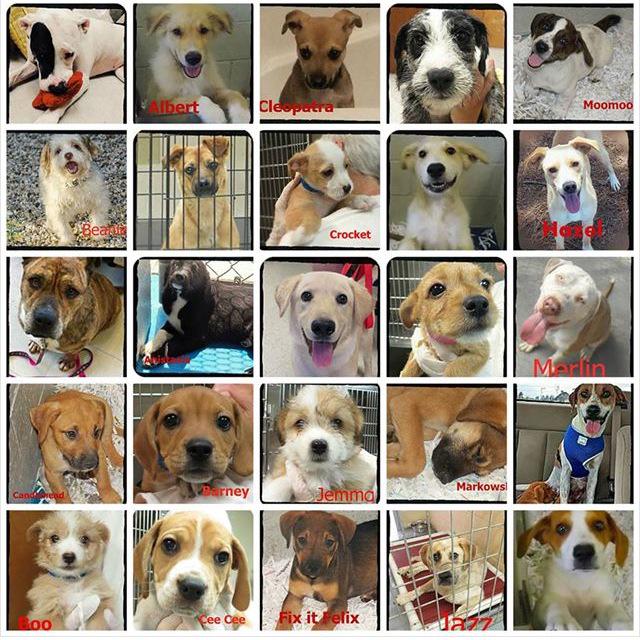 DogDaysAdoption's tweet photo. 75+ Dogs looking for homes this weekend! Sat &amp; Sun 11am-4 #GoDogDays #DogDaysDogoftheDay http://t.co/Sg4NuCrsdb http://t.co/xyiqNu2cWe