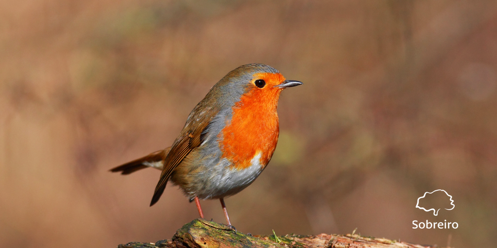 sobreirodesign's tweet photo. We love the friendly residents of cork oak forests: meet the Robin! #bird #species #cork #environment #forests http://t.co/hHgYCeuFOb