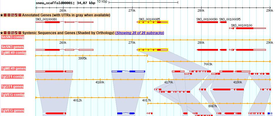 veupathdb's tweet image. Sarcocystis neurona SN3 genome and annotation in #ToxoDB  - Check it out...