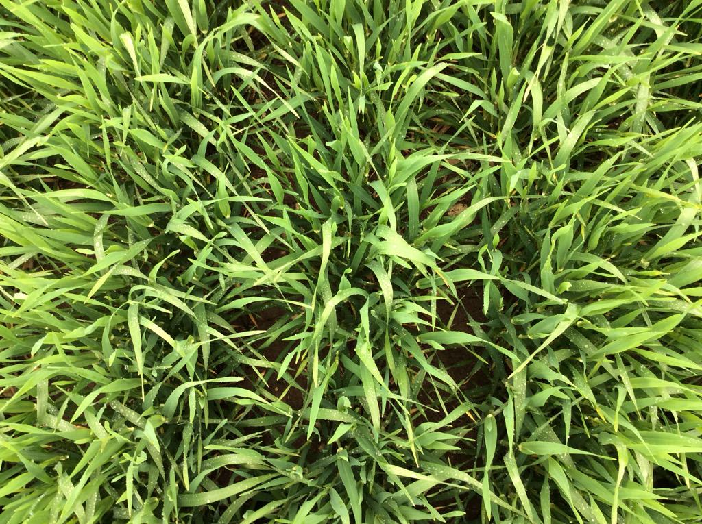 QuentenKnight's tweet image. Hindmarsh left compared to Compass right, 12" row spacings sown with #rootboot