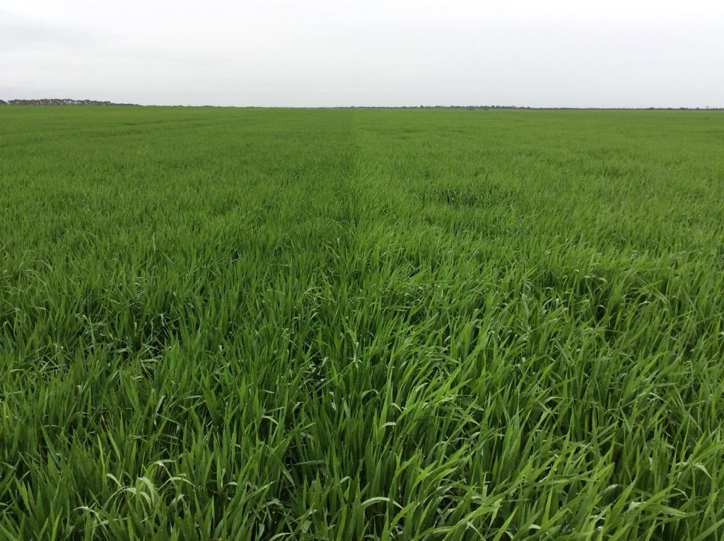 QuentenKnight's tweet image. Hindmarsh left compared to Compass right, 12" row spacings sown with #rootboot