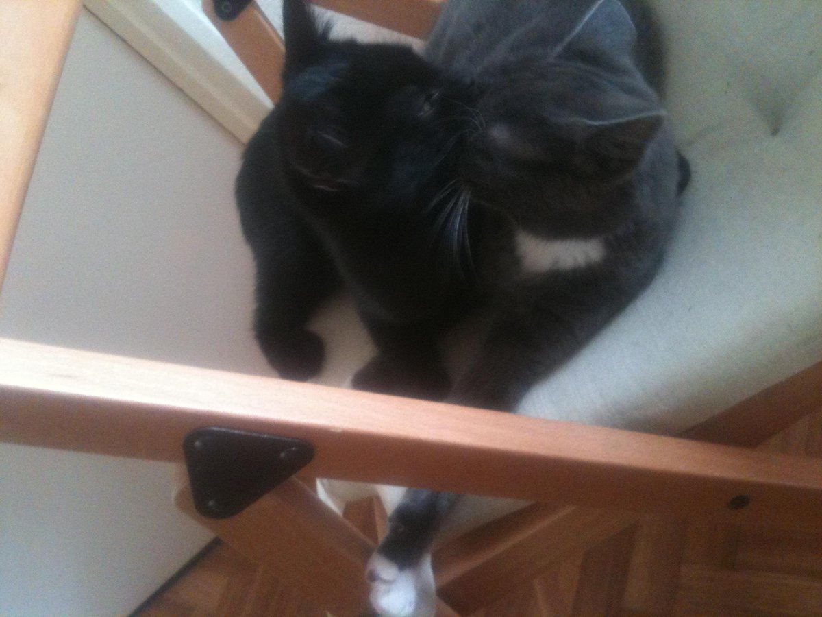 mayathecat15's tweet photo. #kittysmooch for all my followers http://t.co/HK67G2LaK6