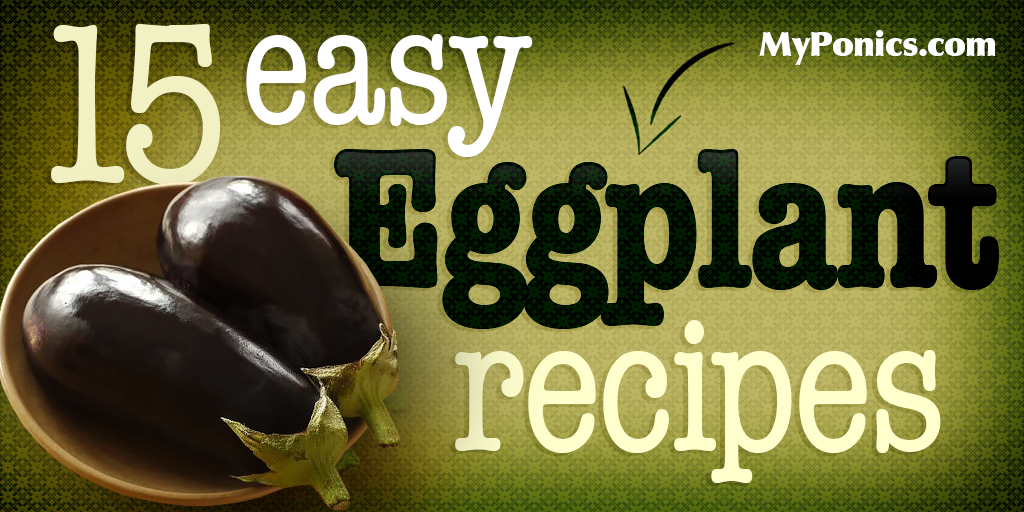MyPonics's tweet image. We're harvesting eggplant this summer. 15 easy eggplant recipes for your collection - bit.ly/1MhE8K4