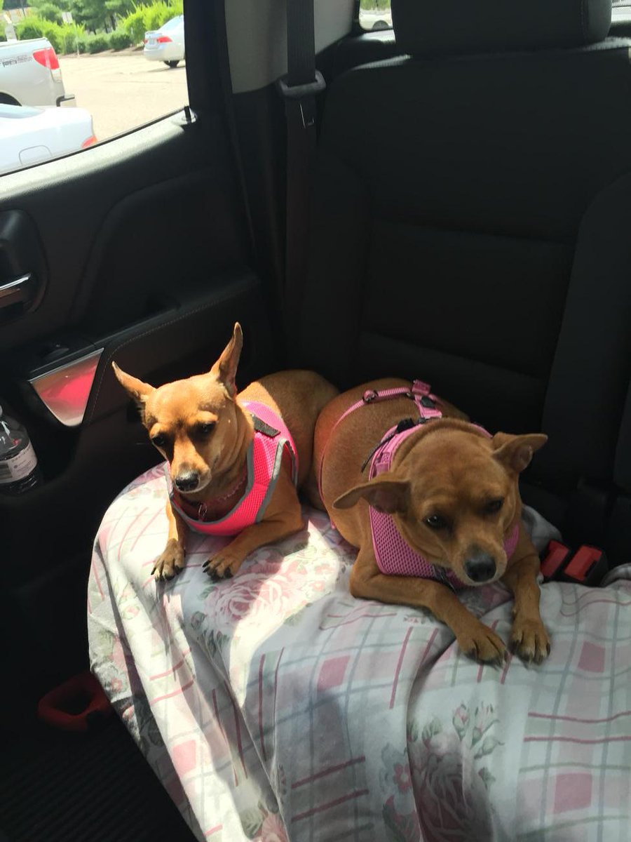 locksfd19's tweet image. Peanut and Cece adopted from Hartford and Southwick shelters. @NBCConnecticut #clear the shelters