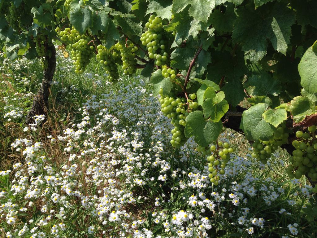 BDSHINN's tweet photo. #beauty @shinnvineyard #real #sustainable http://t.co/ZOnPHMEq7n