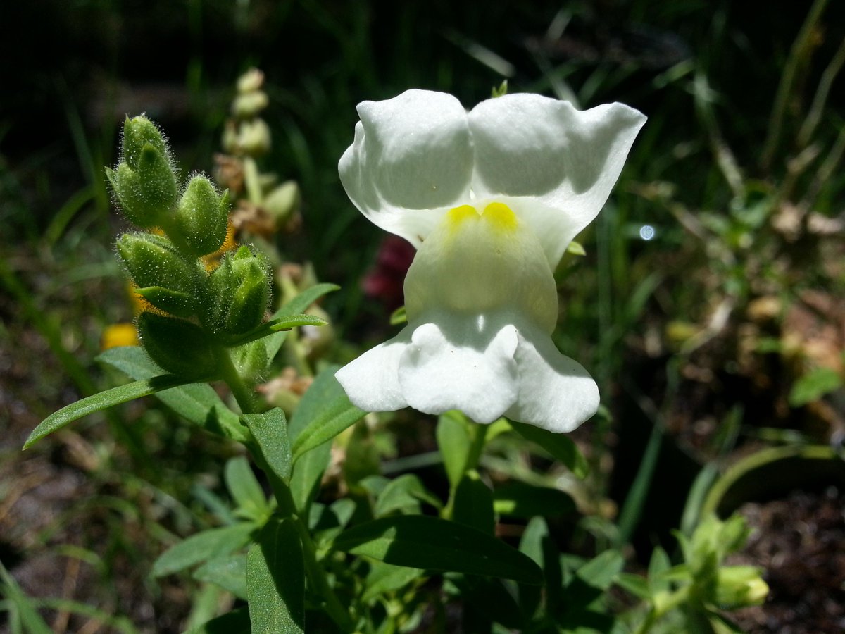 jewelsofnature3's tweet photo. bright little snapdragon #flower in my #garden http://t.co/pcJXr1qtfg