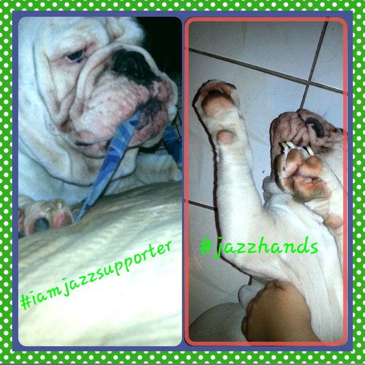 Solioquendo's tweet photo. #iamjazz #jazzhands #pawsofjazzhands #furbabiessupprt @JazzJennings__ @MomofJazz http://t.co/g5LwRpyqwN