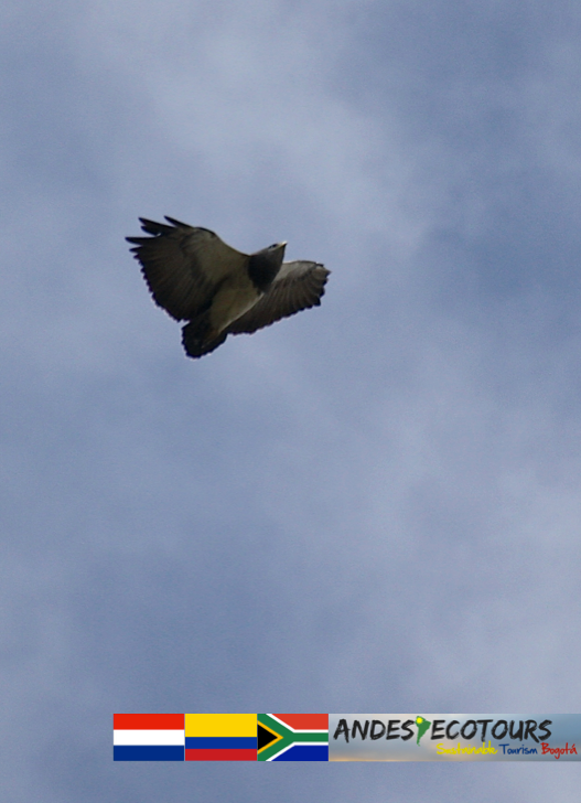 AndesEcoTours's tweet photo. Une de los maravillosos #Aves que podemos ver durante nuestros caminatas de #ecotourismo cerca de #Bogota http://t.co/GVwDf7xM6N