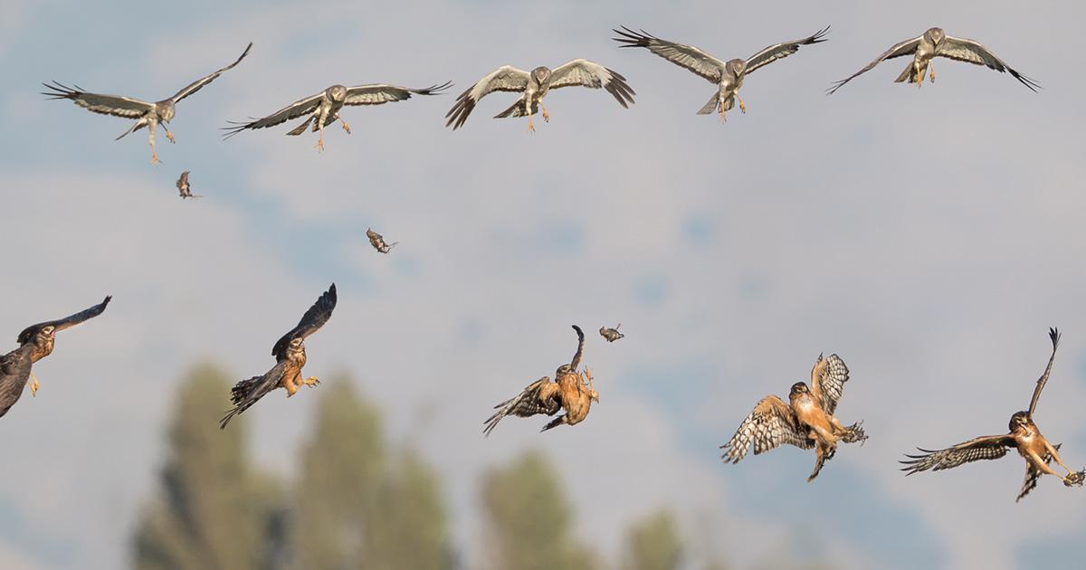 petapixel's tweet photo. Photographer captures shots of hawks exchanging food in midair: http://t.co/Nt1sn0gijt http://t.co/CLYQ3TITBY
