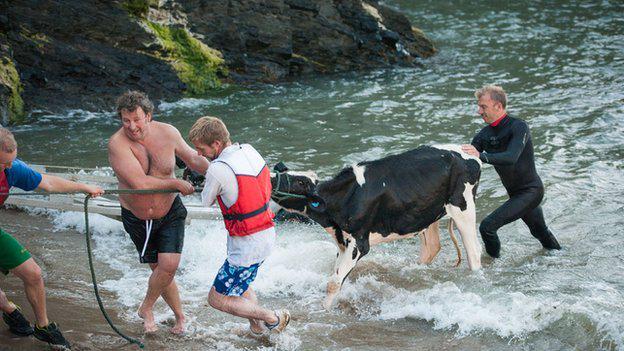 BBCWalesNews's tweet photo. Swimming cow
http://t.co/InXkm0vdkv
A moo-ving story of an animal rescue http://t.co/2yP8UxnDuY