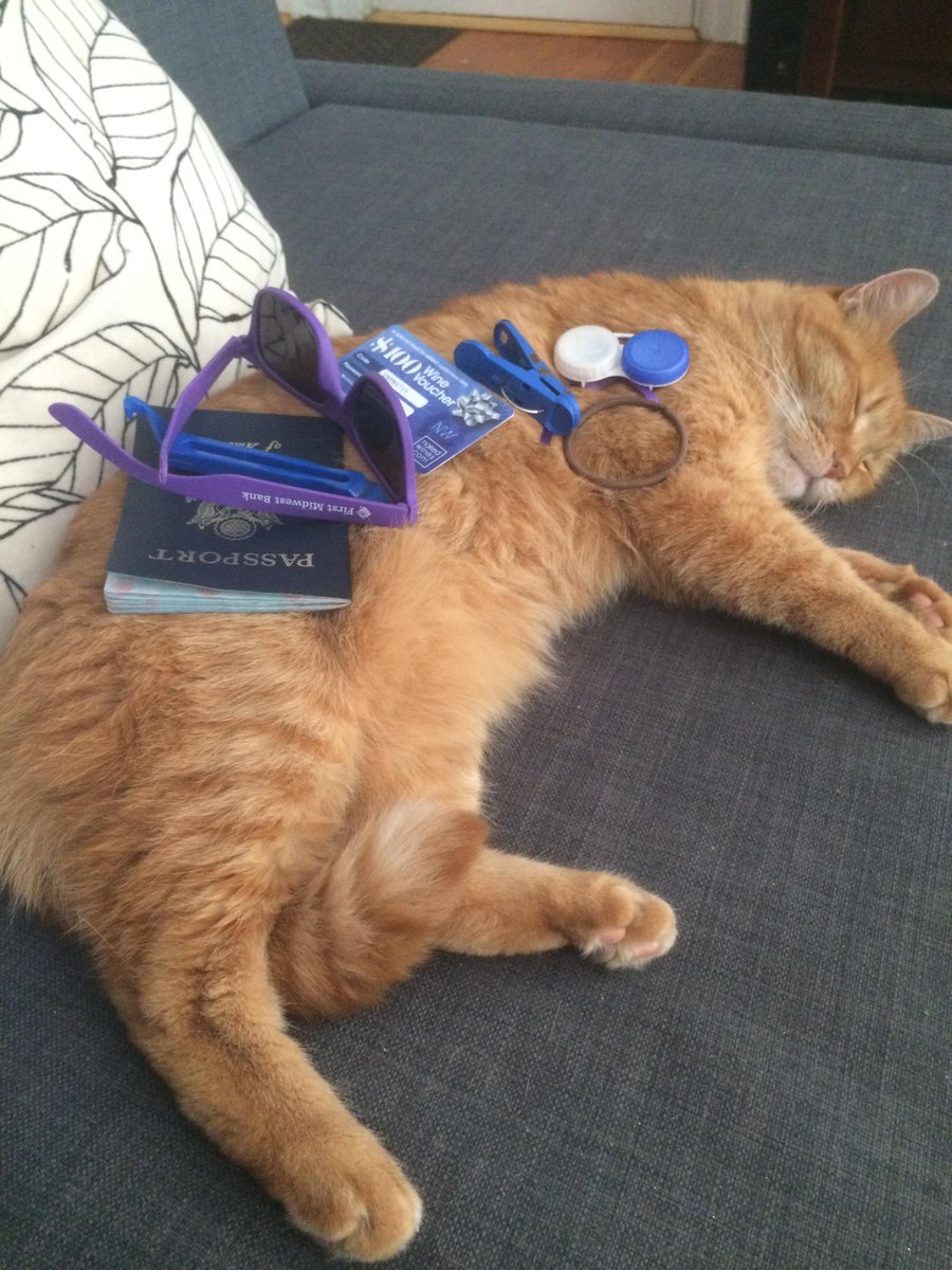 ChelseaisBeta's tweet photo. #catstacking http://t.co/XdISTLOx9e
