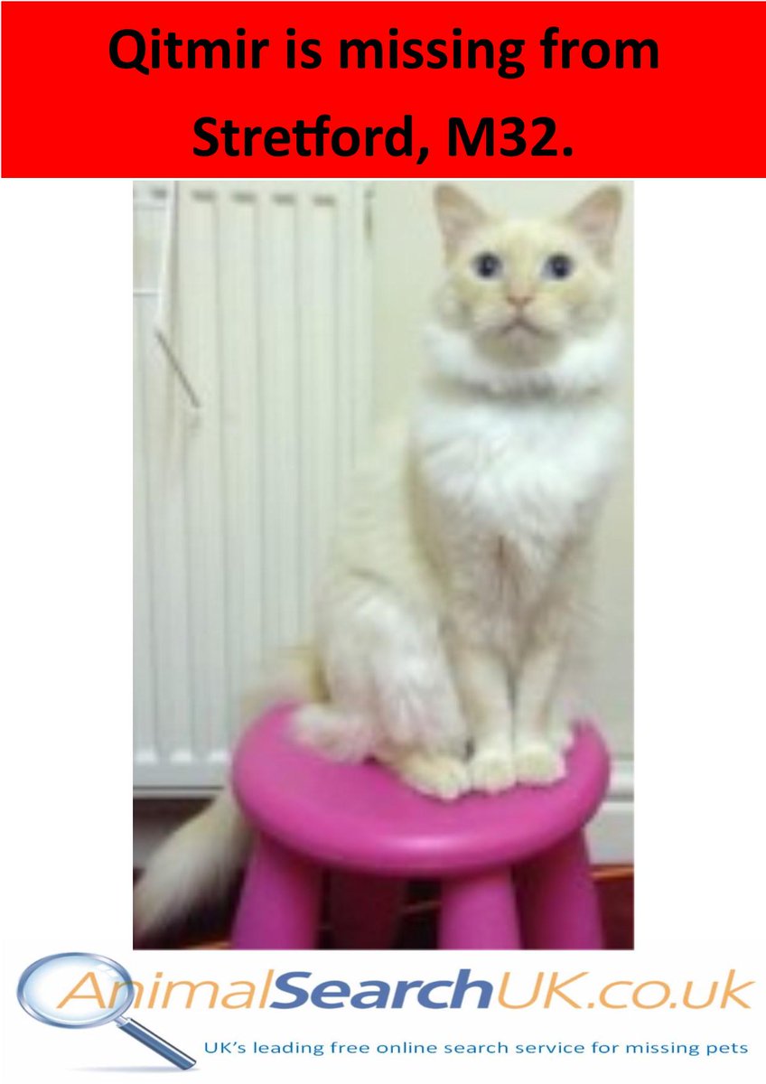 AnimalSearchUK's tweet photo. PLS RT @MENnewsdesk @VetPractitioner @ManchesterStVet #missingcat #stretford #m32 #findqitmir http://t.co/qXkGcn4lVM http://t.co/Z4XeBAdLan