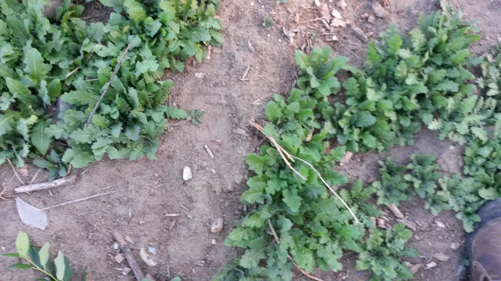 KelownaForager's tweet photo. Moutardo selvatiche - Italiano for mustard greens. Post-solstice greens on recently disturbed soil. Nom nom spicy http://t.co/6nh28z2131