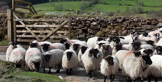 Support our Lamb &amp; Dairy farmers at this difficult time, ensure you purchase Red Tractor assured #TrustTheTractor