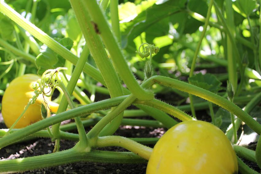 HauserWirth's tweet photo. We're getting excited for our pumpkin festival this Autumn at @HauserWirth Somerset. #gardens #planting #hwso http://t.co/SBrhSS4Iy2