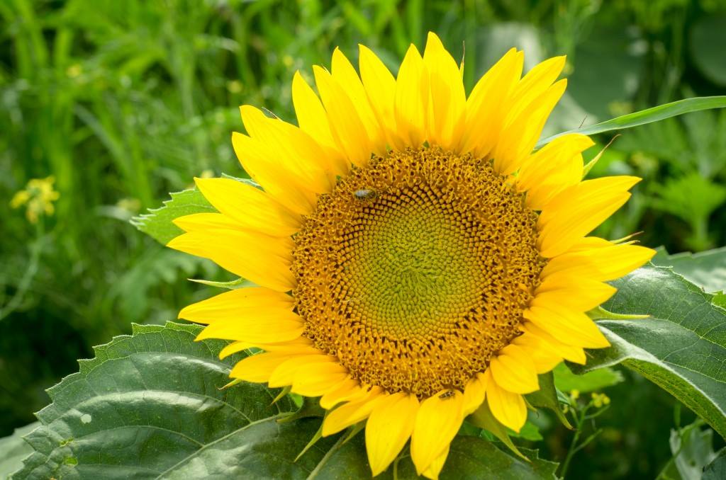 Ce wk, la Ferme Champy vous invite à son wk «Des tournesols pleins les yeux!» <a href="/GardeMangerQC/">Garde-Manger QC</a> facebook.com/GardeMangerDuQ…