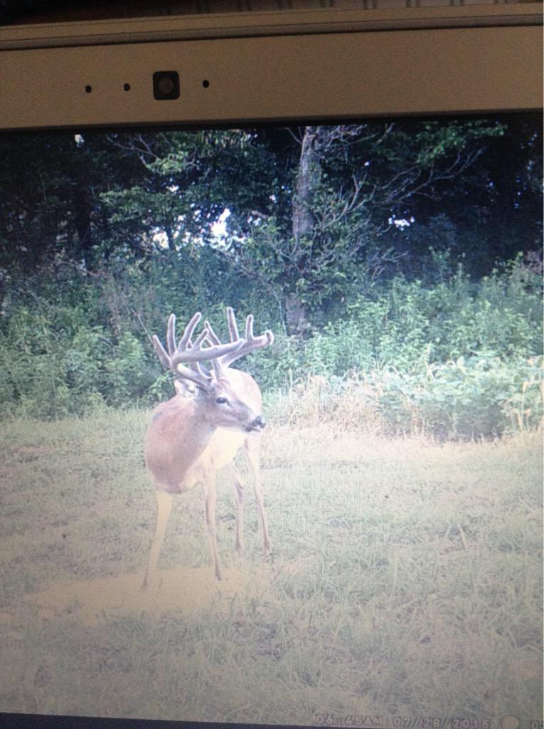 Antler Freaks tweet media
