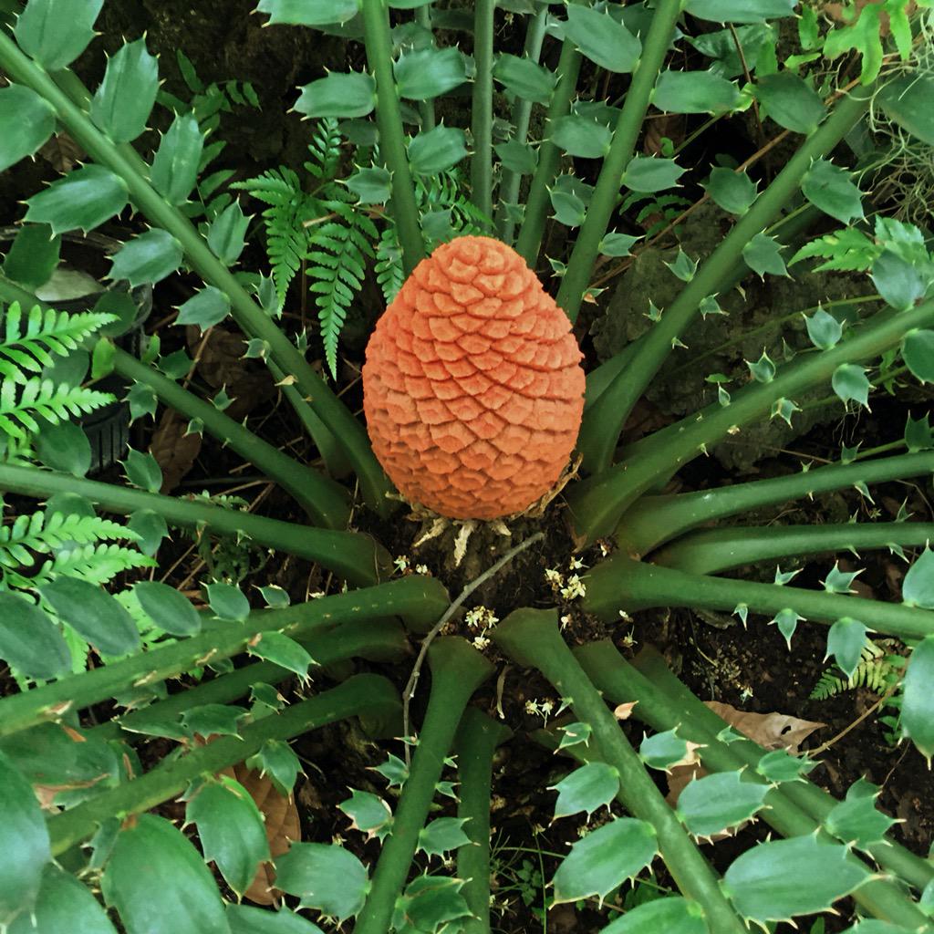 PhippsNews's tweet photo. Our Zuzuland cycad is presenting its scarlet cone for the first time since 2012: http://t.co/ZdehiqiXeP http://t.co/1dHyWDW3Ha