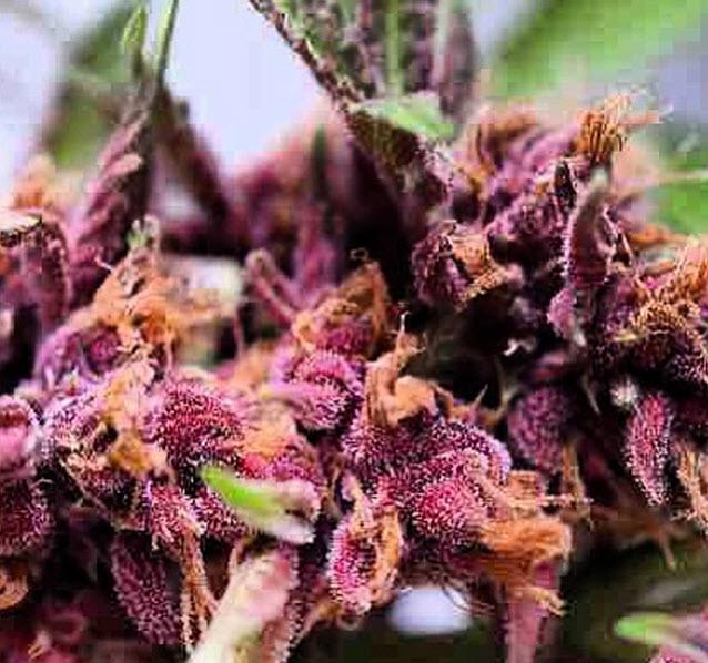 dubyapp's tweet photo. Happy Friday!!! ๐นโค๏ธ๐นโค๏ธ๐น๐ ๐ to the ๐ #redweed #pinkbuds #bestbuds ๐ฅ #Duby #dubyapp #weed #marijuana #weedporn http://t.co/3YvgJ6P2nZ