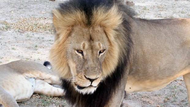 globeandmail's tweet photo. Cecil the lion: Zimbabwe turns up heat as Internet tries to cool down http://t.co/lLEgXObImc http://t.co/e2CvG5uyvz