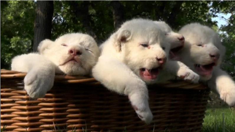 Nascono 4 leoni albini rari in Crimea - Foto e Video