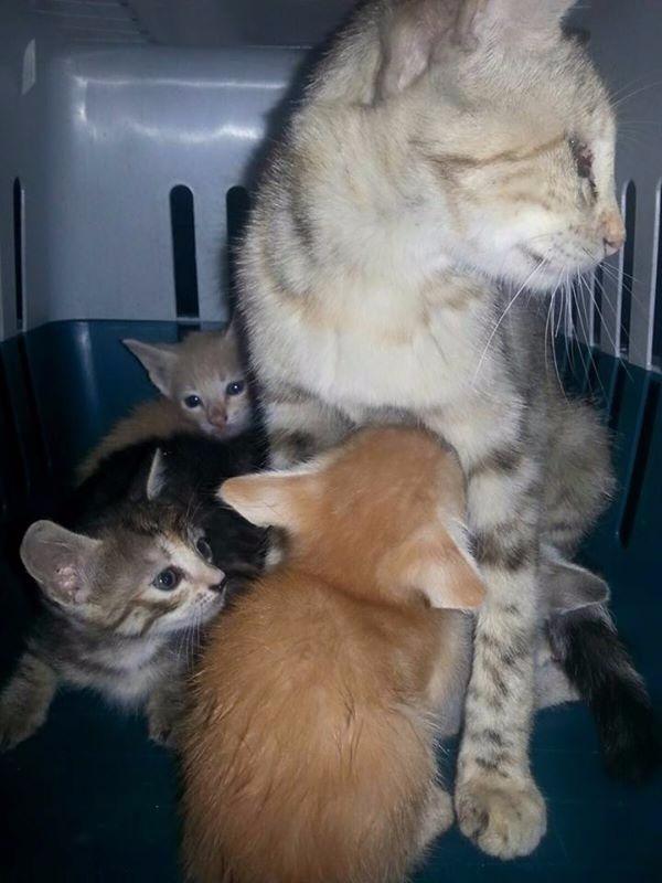 CVcanopus's tweet photo. URGENTE: Se regala la mama y sus bebés. Interesados contactar con nosotros #Canopus http://t.co/beufqEzbPl