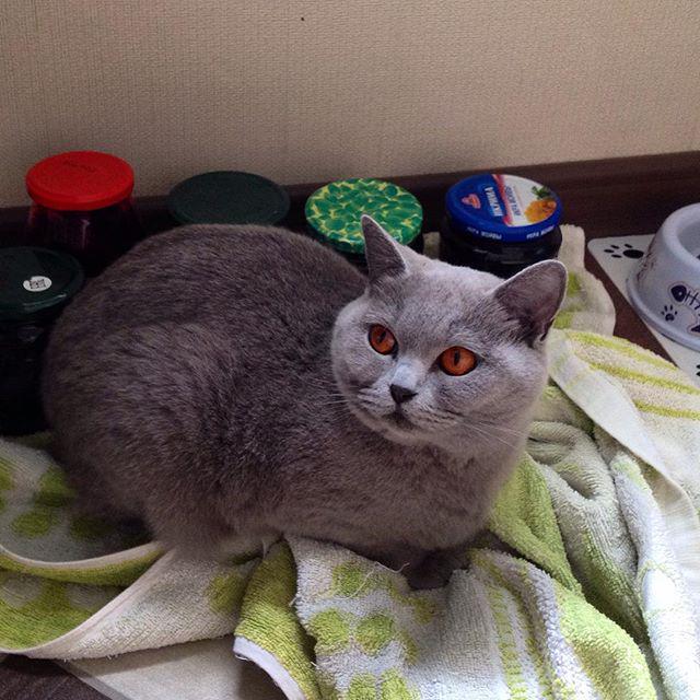 circlingsquare's tweet image. Making sure that mommy's jams and jellies don't run away | Слежу, чтобы домашнее варенье мамочки не убежало #sofiat…