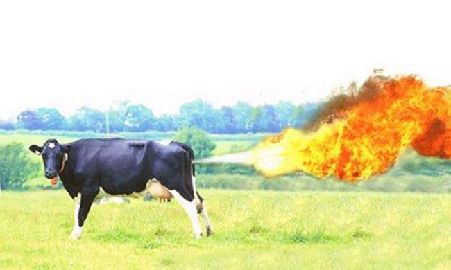 holycowsoder tweet picture