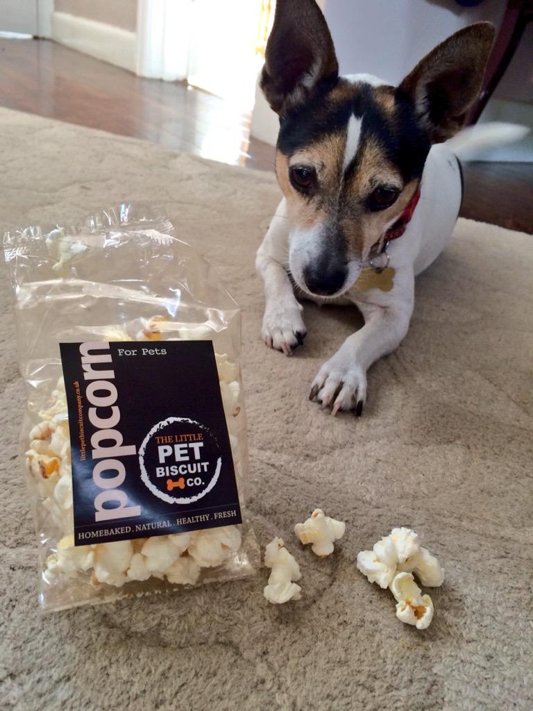 Pippa2790's tweet photo. Ziggy loved his Cheesy Popcorn from @PetBiscuit go and find them this weekend @HicksteadEvents  🐶👍🏻👍🏻 http://t.co/kZa7vfDcNx
