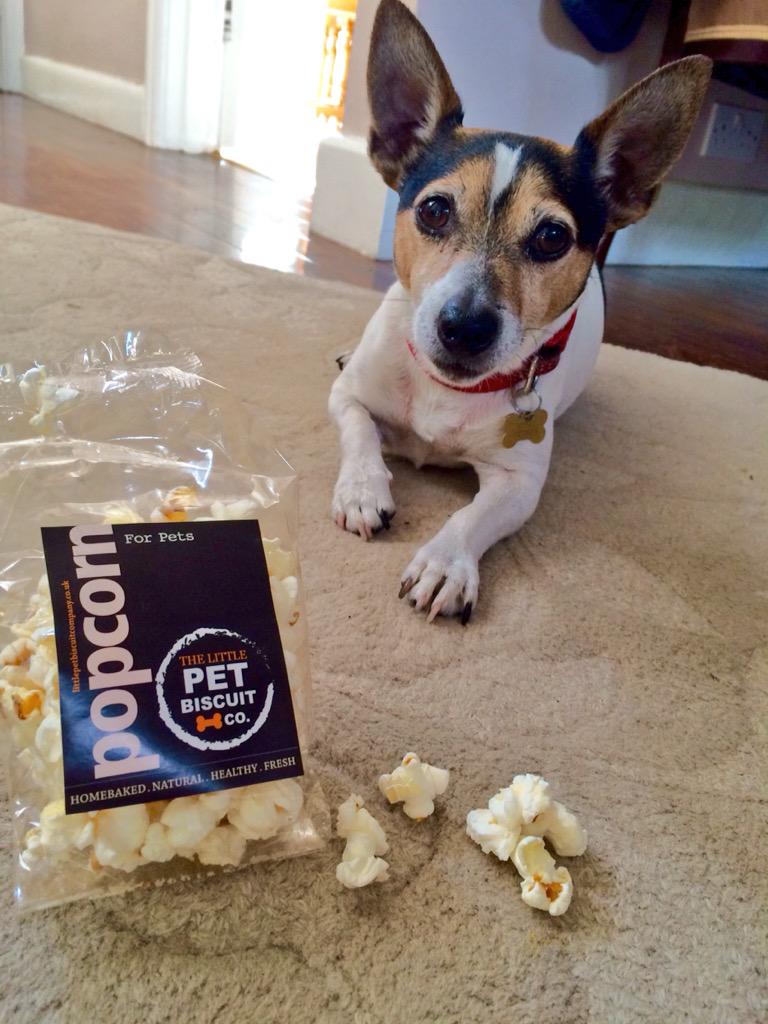 Pippa2790's tweet photo. Ziggy loved his Cheesy Popcorn from @PetBiscuit go and find them this weekend @HicksteadEvents  🐶👍🏻👍🏻 http://t.co/kZa7vfDcNx