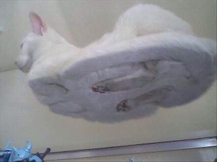 elchistaquer's tweet photo. 😆😆😆😆 gato http://t.co/6Sq29vATTb
