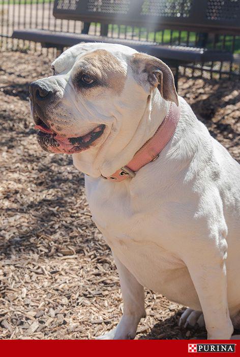jenhobin's tweet photo. No more begging! A how-to guide for stopping your dog's unruly table manners: http://t.co/riHfhXAlpA #purinaemp http://t.co/5AqYY5yfDV