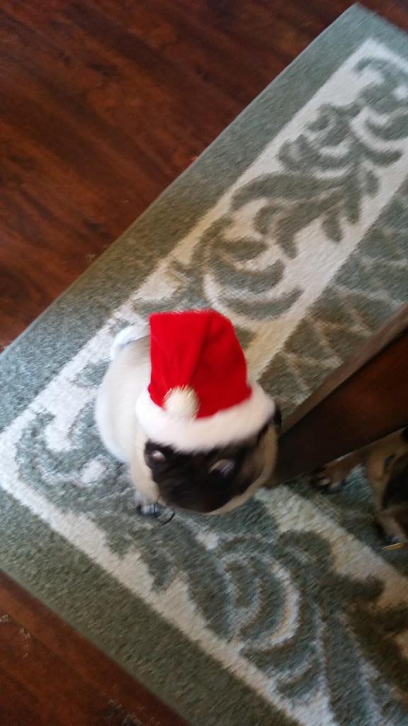 quincypug's tweet photo. Jacks still celebrating christmas in July! http://t.co/l4hRATbVGf