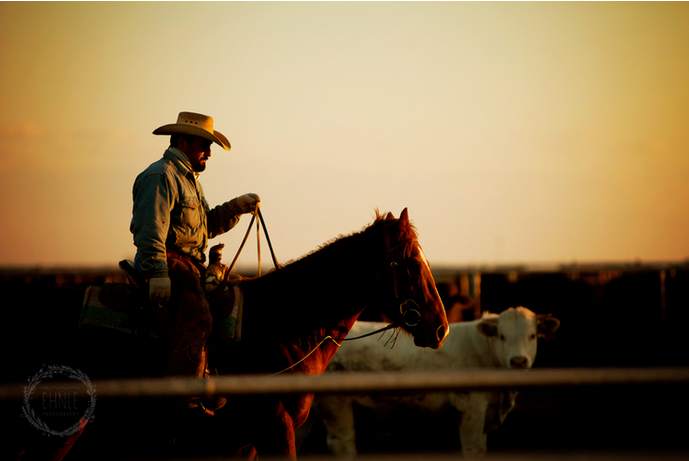 BeefFacts's tweet photo. What goes on at a real-life "factory farm”? Photographer @ErinEhnle takes you inside: http://t.co/evhArttBi5 http://t.co/kW2DgpKoz7