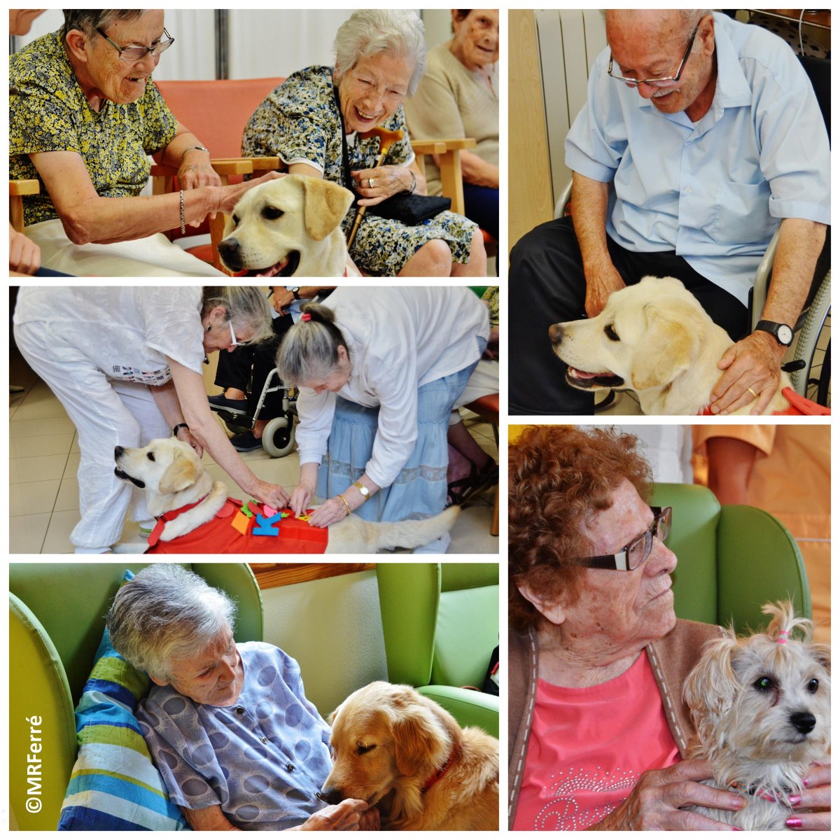 Avui, Teràpia assistida amb gossos, a la Residència Inglada Via amb resultats espectaculars. Gràcies <a href="/tanamigos/">Proyecto tan amigos</a>