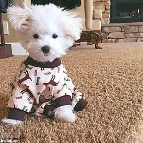 taraalannaa's tweet photo. RT if you miss buddy 😔😔
#smileforbuddy 
#MTVHottest Demi Lovato http://t.co/fXWpxwnsjH
